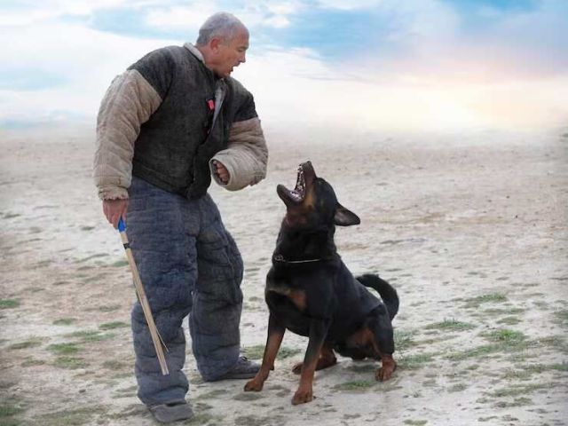 dog-training-service-in-surat