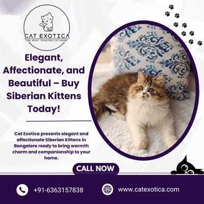 siberian-cat-in-bangalore-big-0