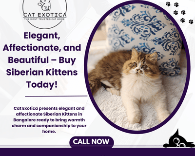 siberian-cat-in-bangalore