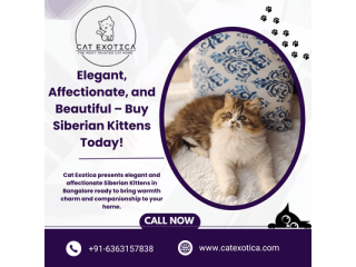 siberian-cat-in-bangalore-small-0