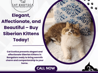 siberian-cat-in-bangalore