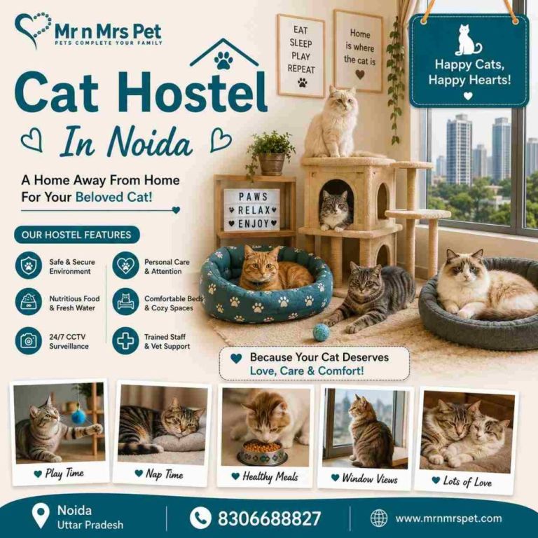 cat-hostel-in-noida-big-0