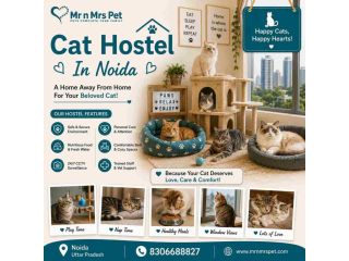 cat-hostel-in-noida-small-0
