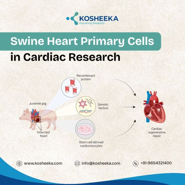 swine-heart-primary-cells-in-cardiac-research-big-0
