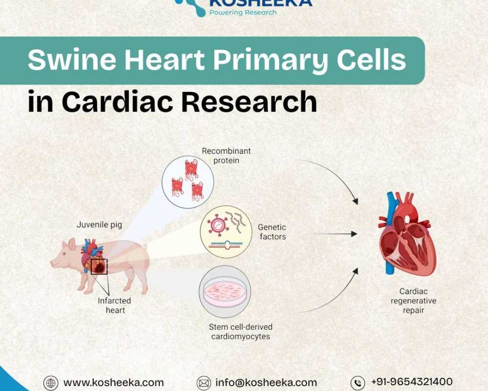 swine-heart-primary-cells-in-cardiac-research