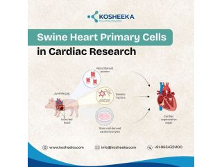 swine-heart-primary-cells-in-cardiac-research-small-0