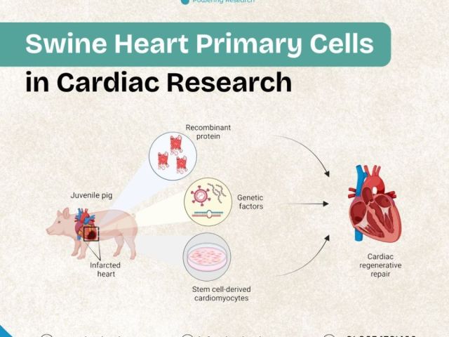 swine-heart-primary-cells-in-cardiac-research