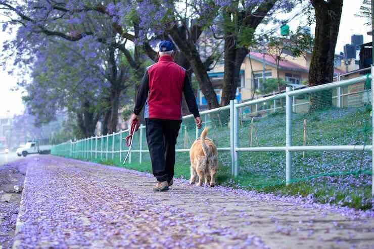 dog-walkers-in-surat-big-0