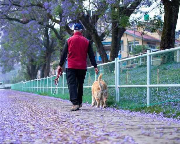 dog-walkers-in-surat