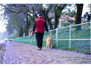 dog-walkers-in-surat-small-0