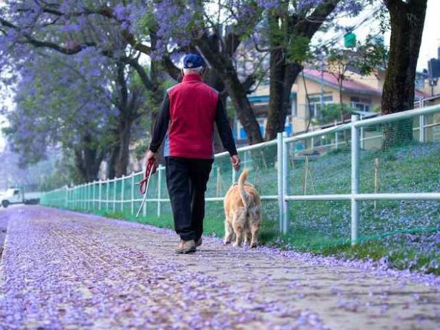 dog-walkers-in-surat