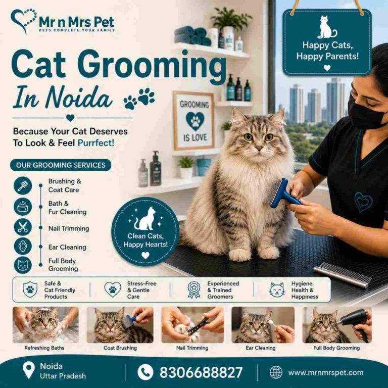 cat-grooming-in-noida-big-0