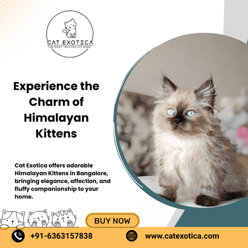 himalayan-cats-in-bangalore-big-0
