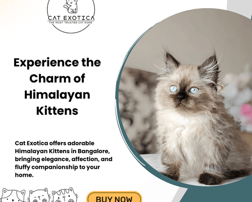 himalayan-cats-in-bangalore