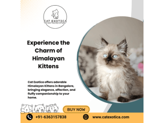 himalayan-cats-in-bangalore-small-0