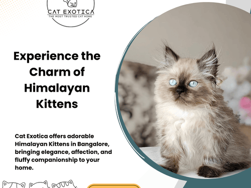 himalayan-cats-in-bangalore