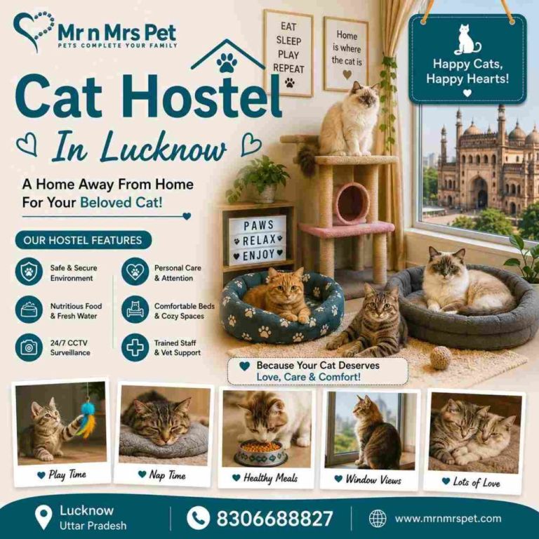cat-hostel-in-lucknow-big-0