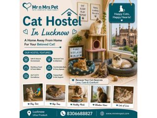 cat-hostel-in-lucknow-small-0