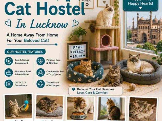 cat-hostel-in-lucknow