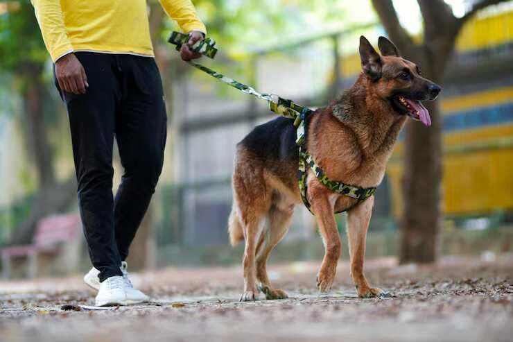 dog-walkers-in-chandigarh-big-0