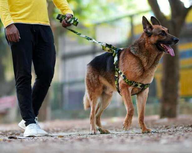 dog-walkers-in-chandigarh