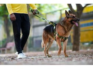 dog-walkers-in-chandigarh-small-0