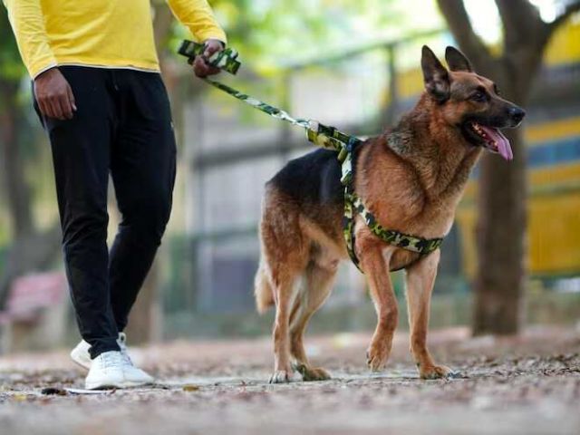 dog-walkers-in-chandigarh