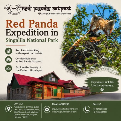 red-panda-expedition-in-singalila-national-park-big-0