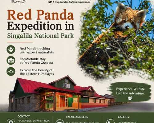 red-panda-expedition-in-singalila-national-park