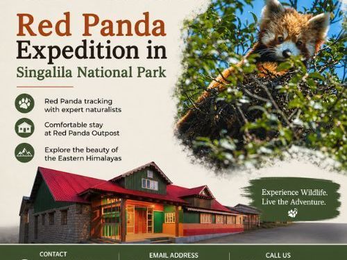 red-panda-expedition-in-singalila-national-park