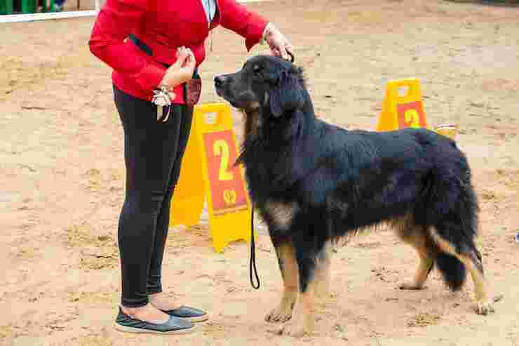 dog-training-service-in-chandigarh-big-0