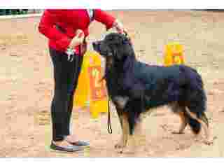 dog-training-service-in-chandigarh-small-0