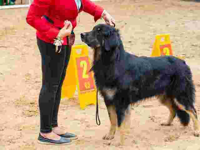 dog-training-service-in-chandigarh