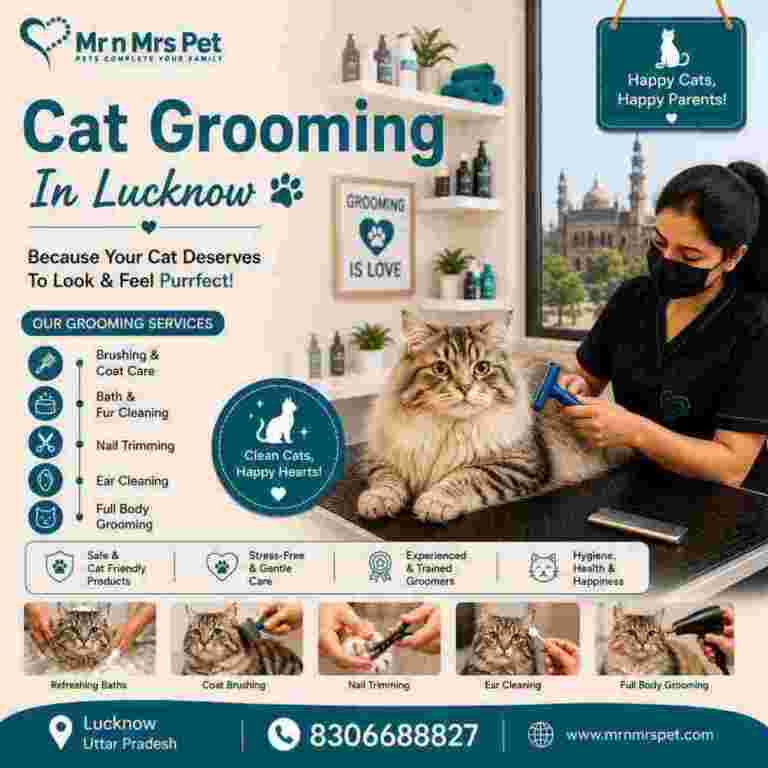 cat-grooming-in-lucknow-big-0