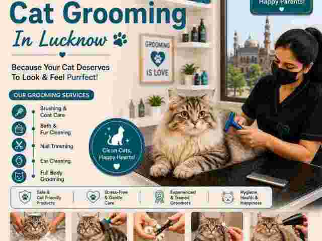 cat-grooming-in-lucknow