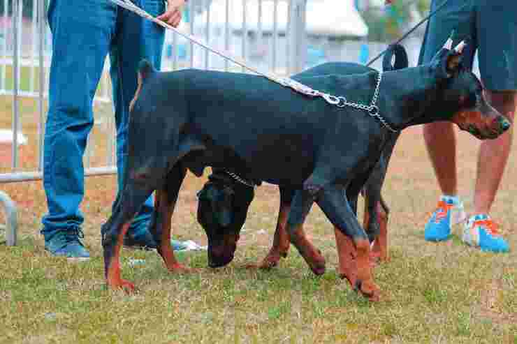 dog-training-service-in-amritsar-big-0