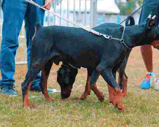 dog-training-service-in-amritsar