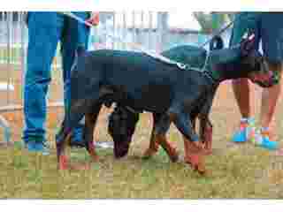 dog-training-service-in-amritsar-small-0