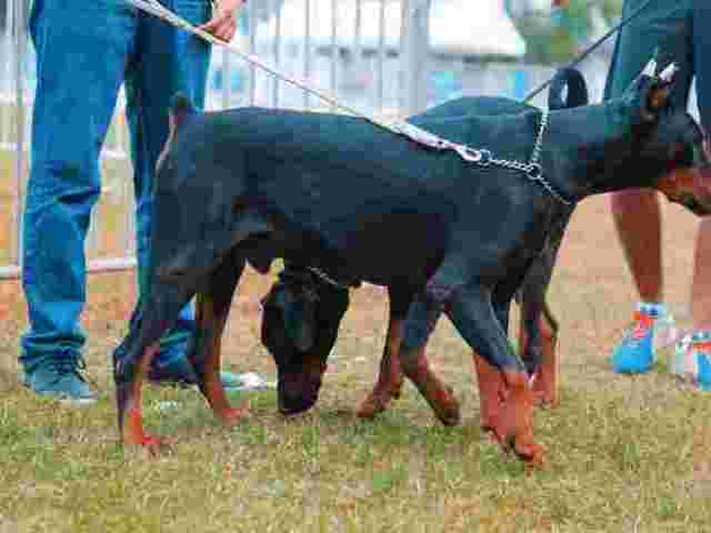 dog-training-service-in-amritsar