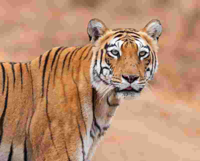 tadoba-safari-package-deals-2026-jungle-bucket-list-big-0