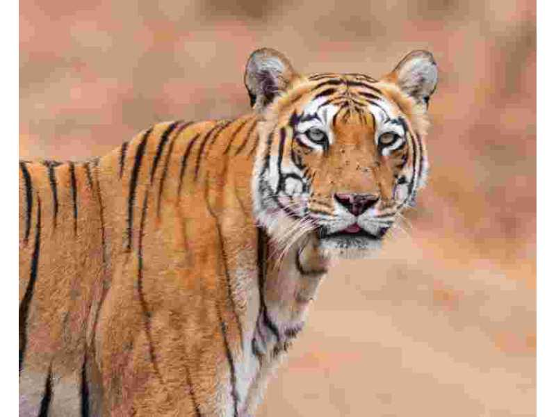 tadoba-safari-package-deals-2026-jungle-bucket-list-small-0