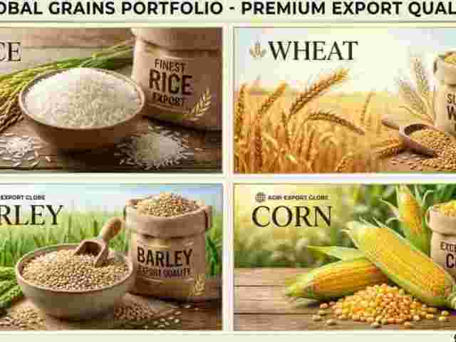 quality-grains-exporter-in-india