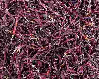 lavangi-dry-red-chilli