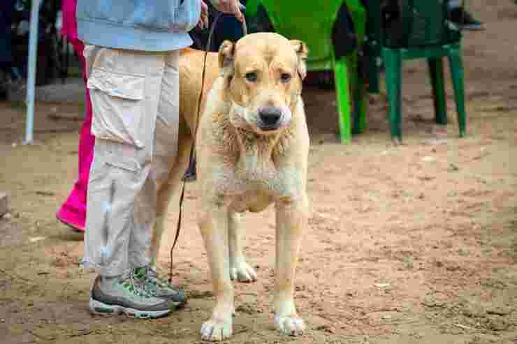 dog-walkers-in-amritsar-big-0