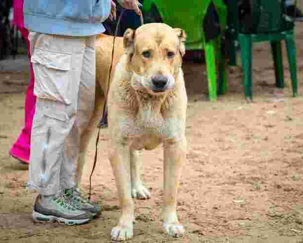 dog-walkers-in-amritsar
