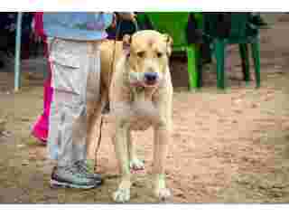 dog-walkers-in-amritsar-small-0