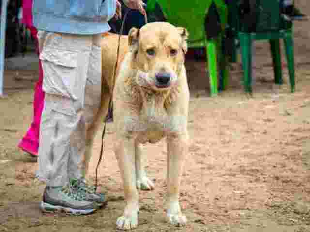 dog-walkers-in-amritsar