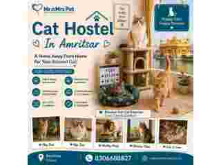 cat-hostel-in-amritsar-small-0