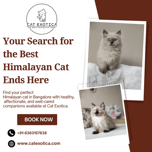 affordable-himalayan-cats-in-bangalore-big-0