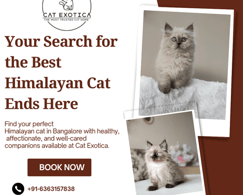 affordable-himalayan-cats-in-bangalore